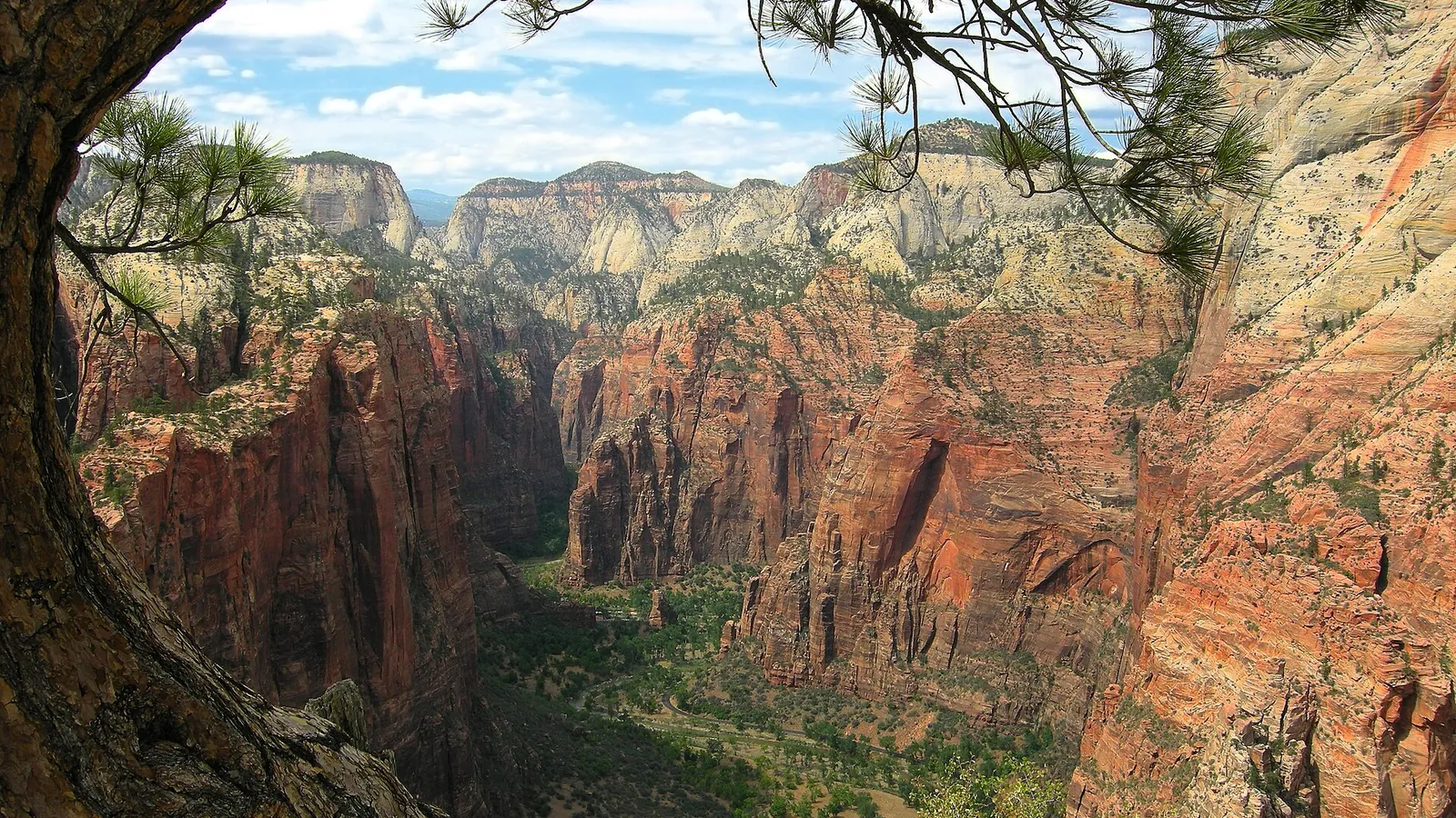 View over Zion Canyon framed by a pine branch, from the Angels Landing area