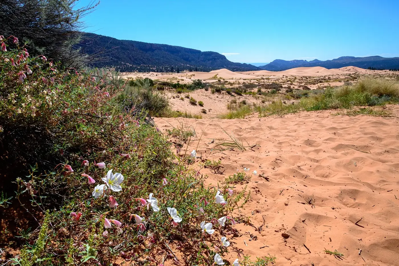 Pink-orange sand ripples and wildflowers at Coral Pink Sand Dunes State Park under a blue sky