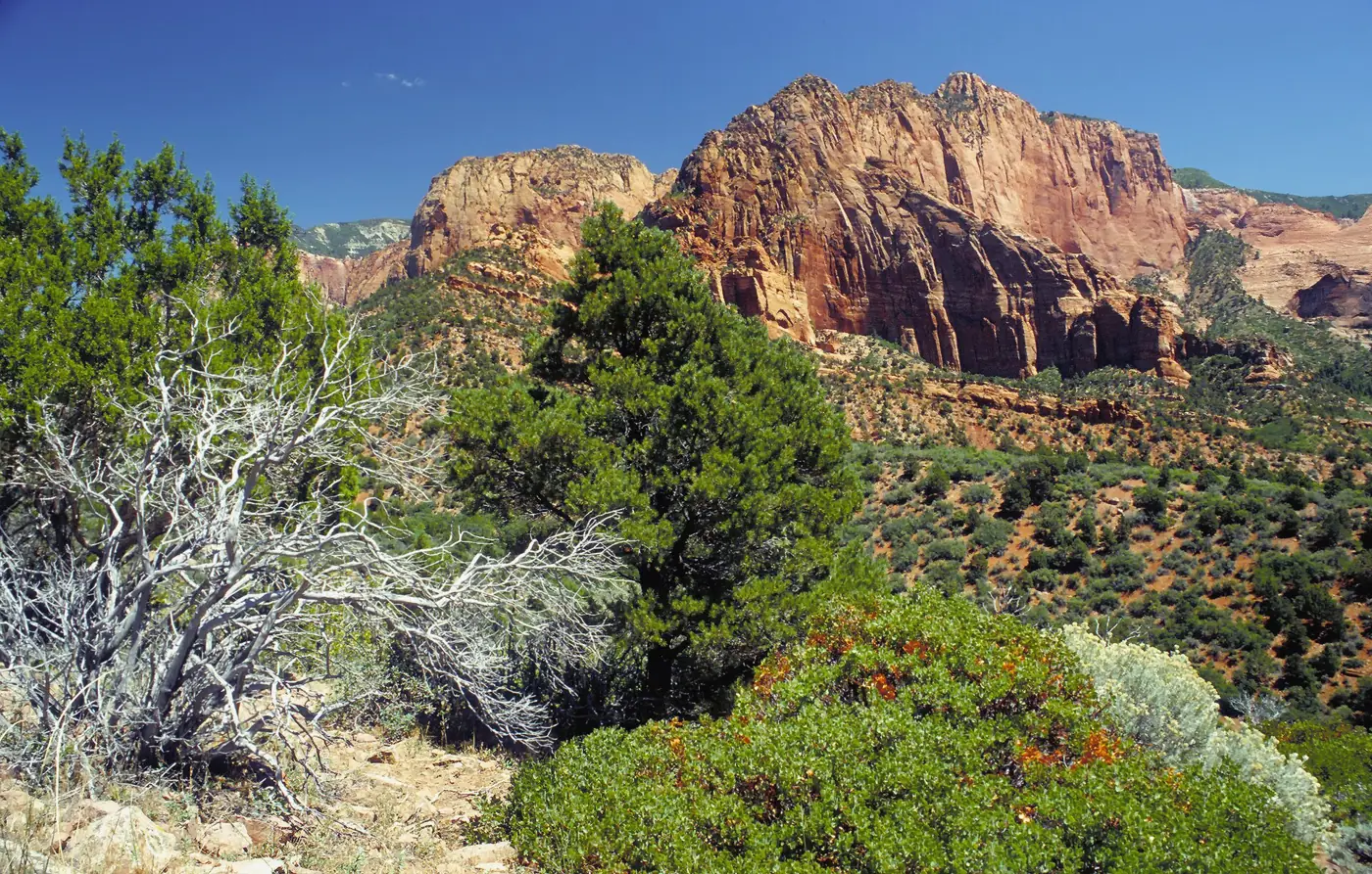 Red sandstone cliffs and juniper trees in the Kolob Canyons section of Zion National Park