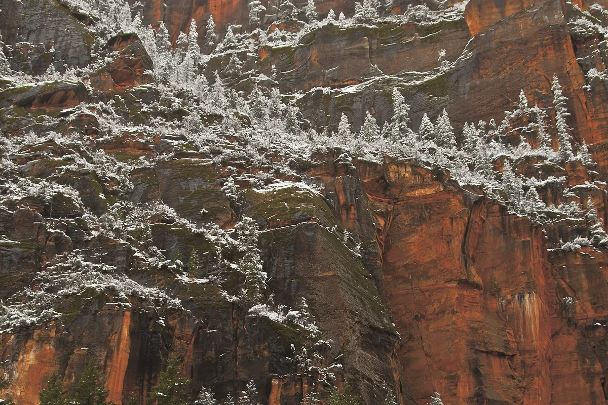 Snow dusting red cliff walls above evergreen trees in Zion Canyon